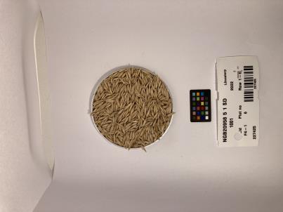 Click for 1 image(s) for this accession. SEED